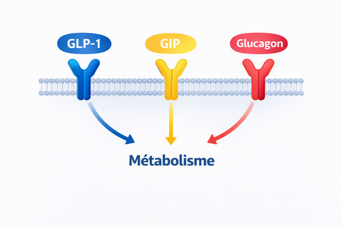 Triple récepteur Retatrutide GLP-1 GIP glucagon
