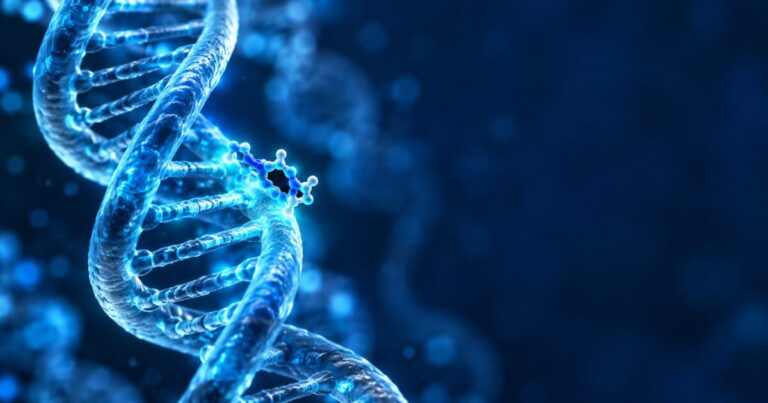 Représentation d'un peptide court interagissant avec une double hélice d'ADN